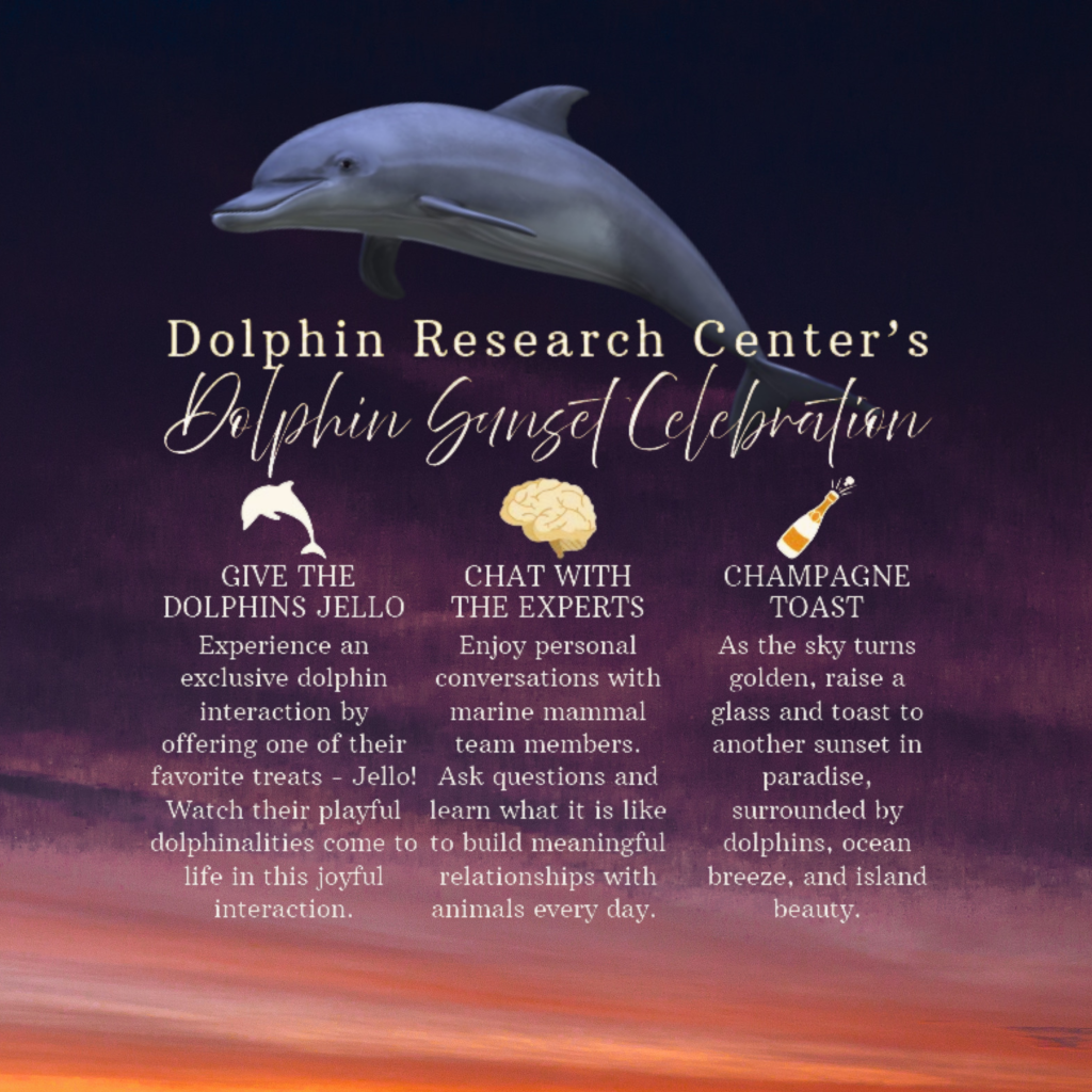 A dolphin leaps against a dark sky with sunset hues.