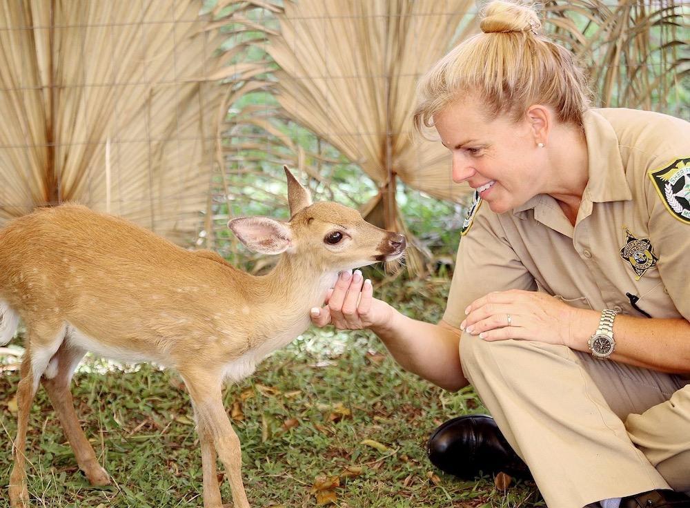 Female ranger kneeling and gently touching a fawn's chin.