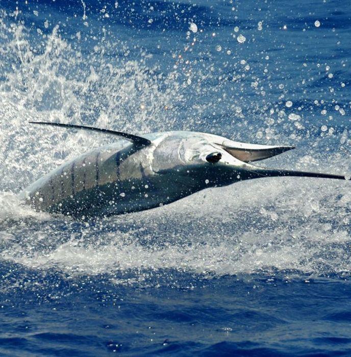 Cheeca Lodge & Spa Presidential Sailfish Tournament (2025)