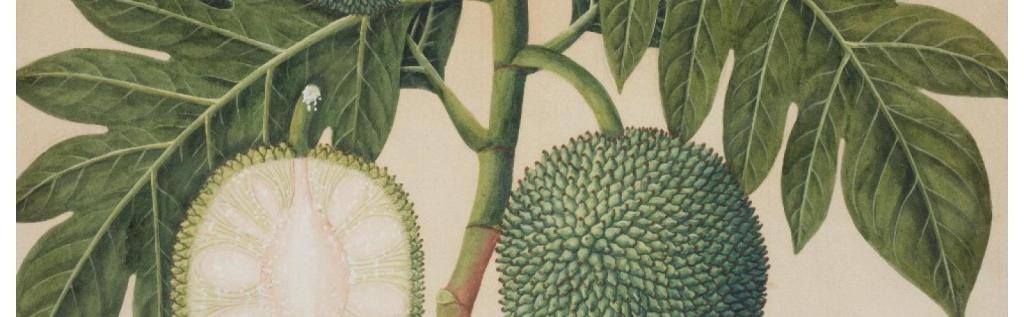 Distinguished Speaker Series: Breadfruit | Rooting Key West in the History and Future of the Tropical World