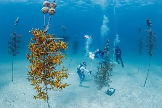 Coral Restoration Foundation Volunteer Dive Program