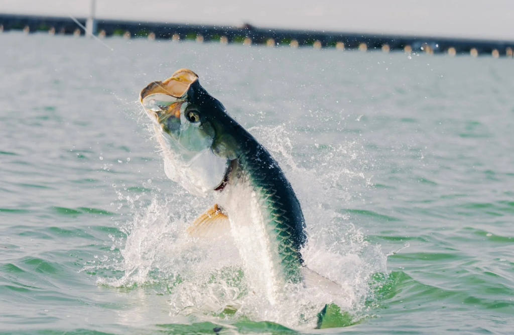 Don Hawley Tarpon Fly Tournament