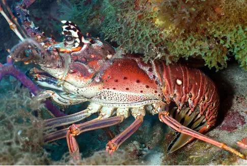 FWC Spiny Lobster Program Volunteers