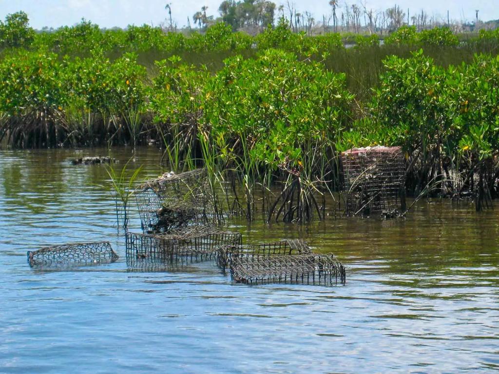 FWC Stone Crab Program Volunteers