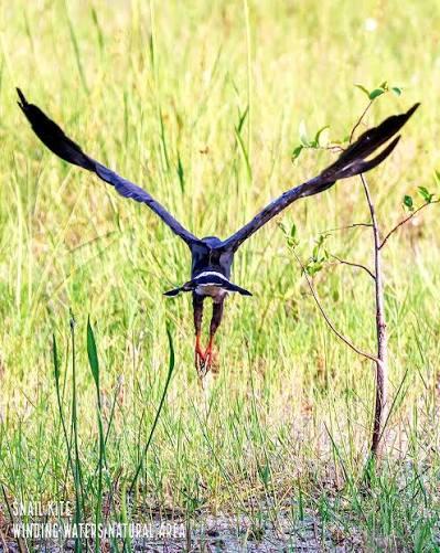 Guided Bird Walk at Green Turtle Hammock