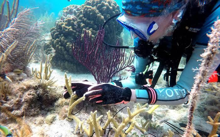 I.CARE Coral Restoration & Education