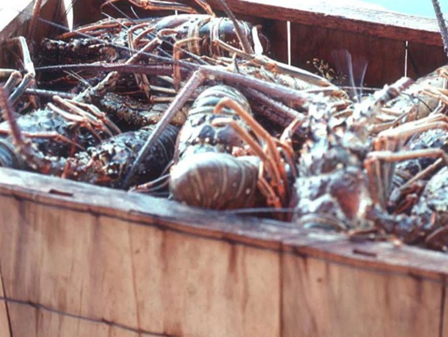 28th Annual Key West Lobsterfest