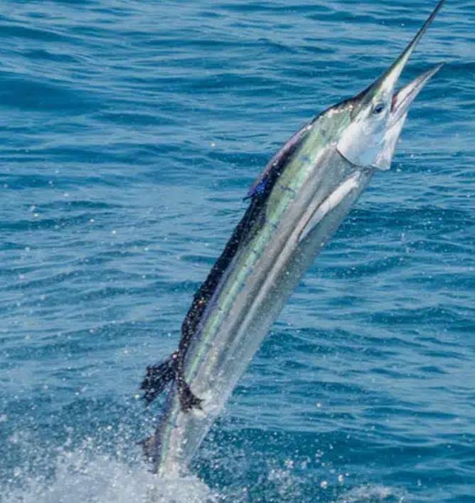 Marathon Premier Sailfish Tournament (2026)