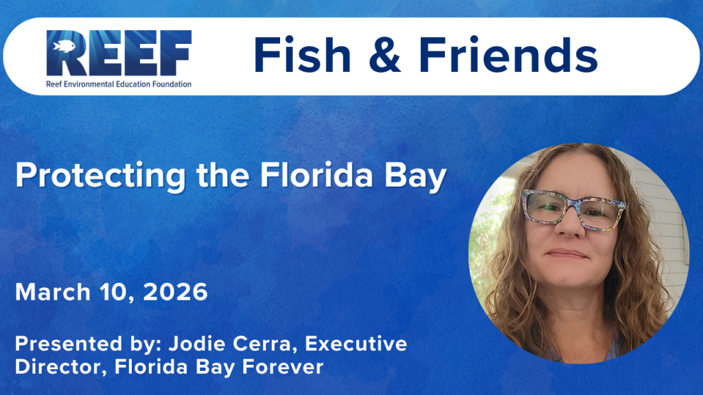 REEF Fish & Friends: Florida Bay, Forever? 