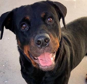 Musical Menagerie at Founders Park 