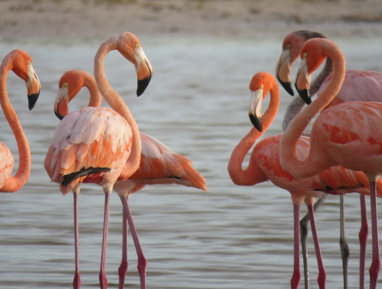 Delicate Balance of Nature Lecture Series: The Pink Wave with Jerry Lorenz