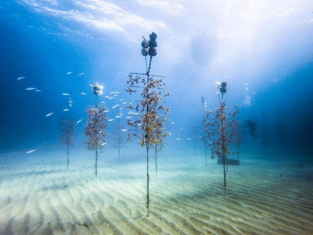 REEF Fish & Friends: Artificial Reefs in the Florida Keys