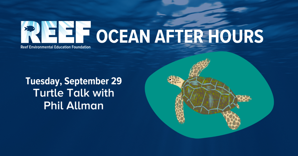 REEF Ocean After Hours - Turtle Talk with Phil Allman