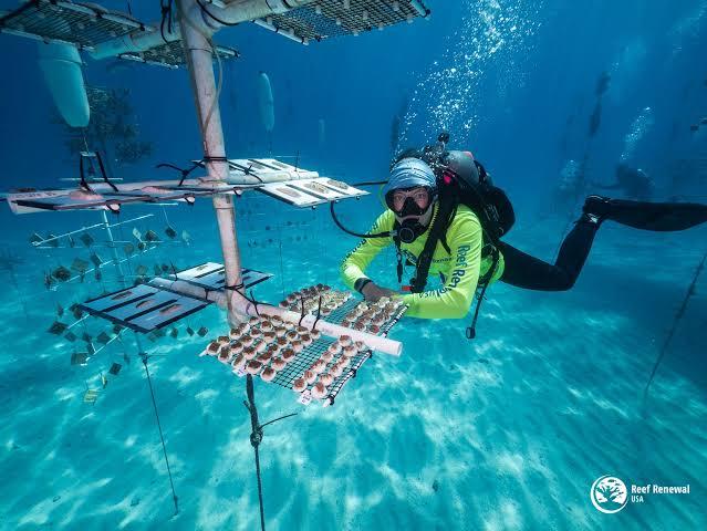 Reef Renewal USA Coral Restoration