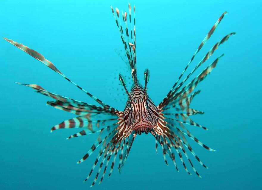 Science Saturdays: Invasive Species - Lionfish