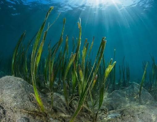 The Ocean Inspires: Rivers of Grass at REEF