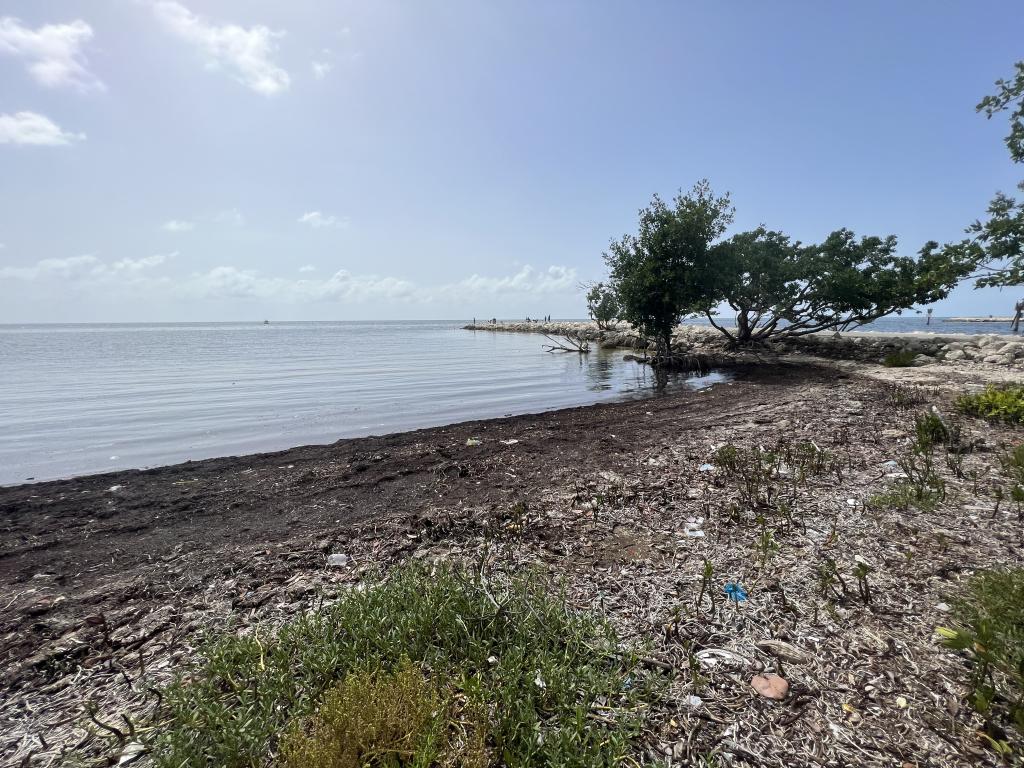 Trashy Tuesday Sunset Cleanup at Harry Harris Park