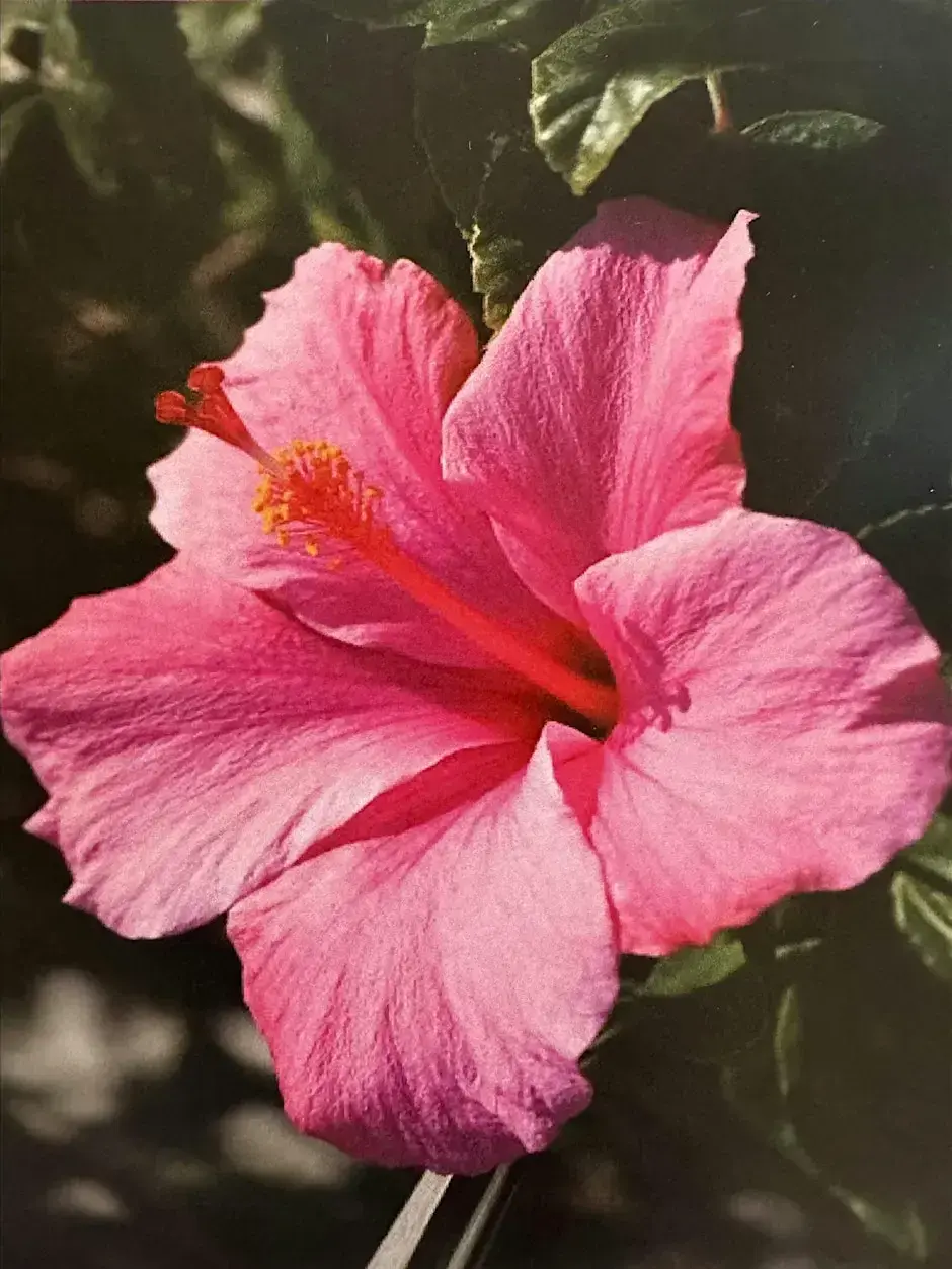 2026 House and Garden Tour