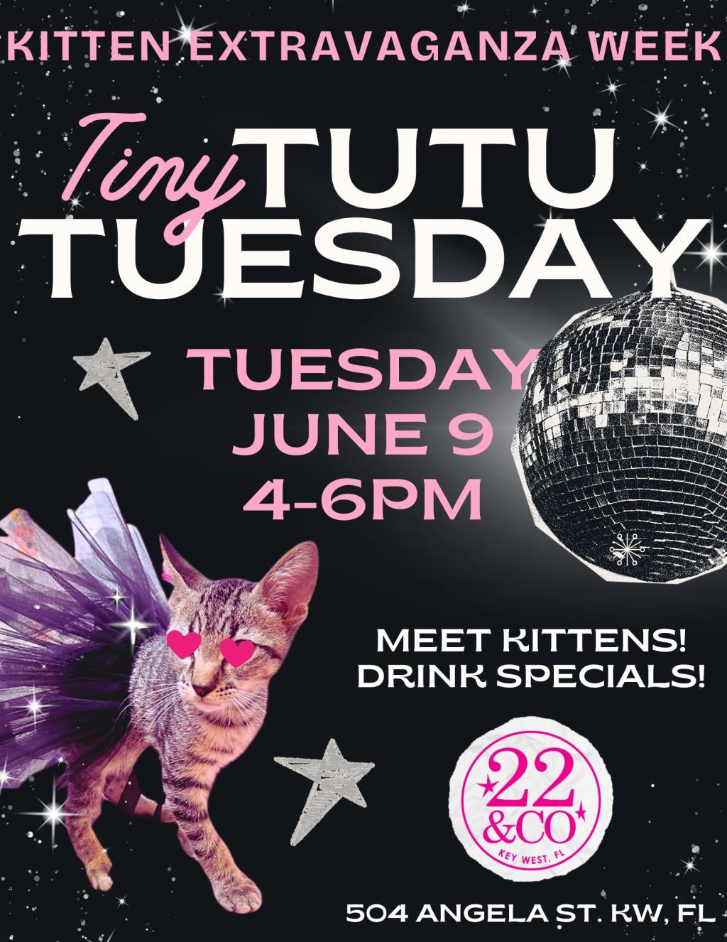 Kitten Extravaganza Week: Tiny Tutu Tuesday!