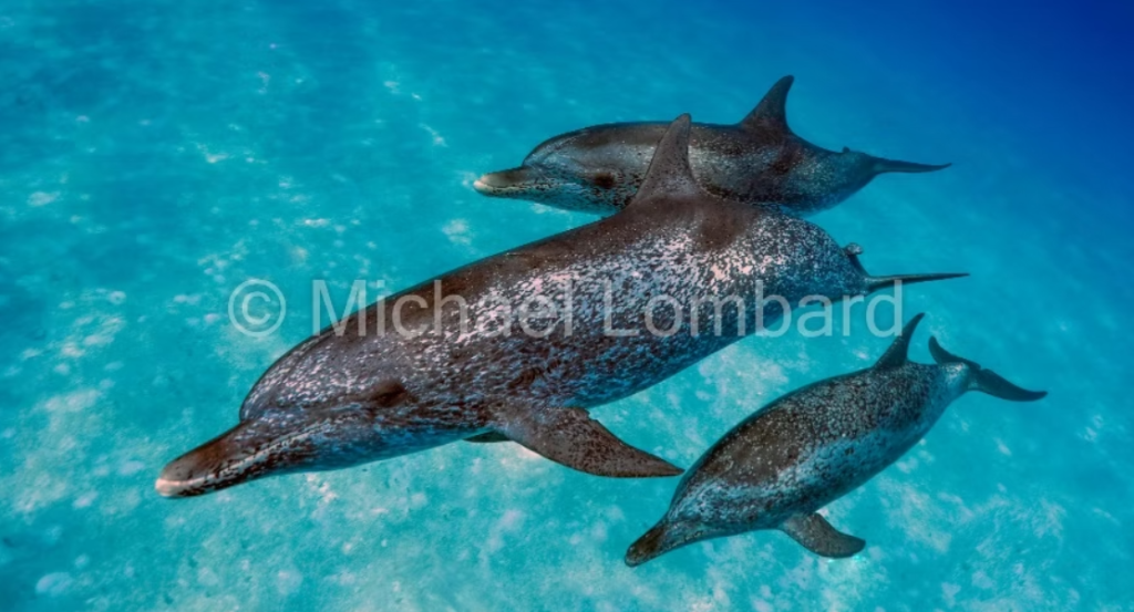 Underwater Photography Gallery Reception 