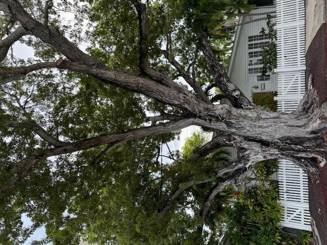 Tree Lottery: Free Wood for Local Artists – Key West Mahogany Tree