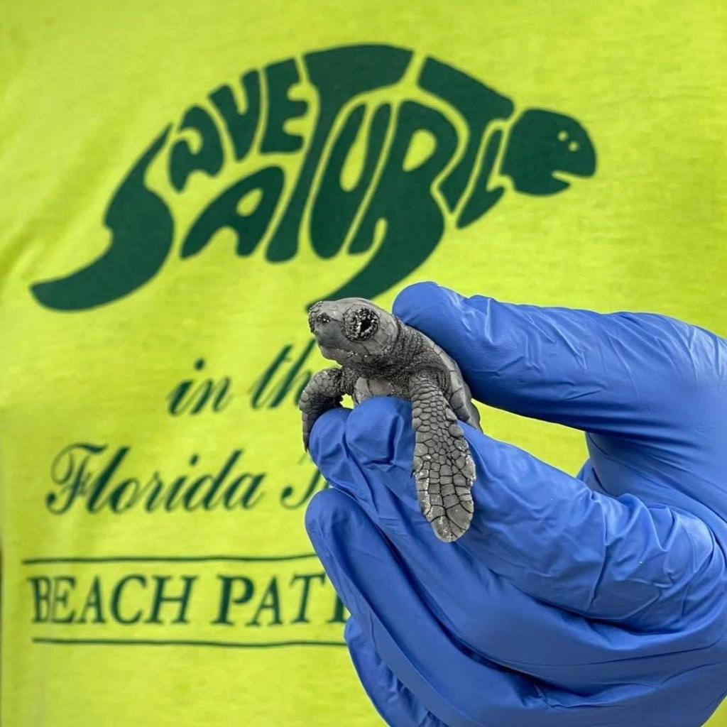 Locals Sunday with Save-A-Turtle of the Florida Keys