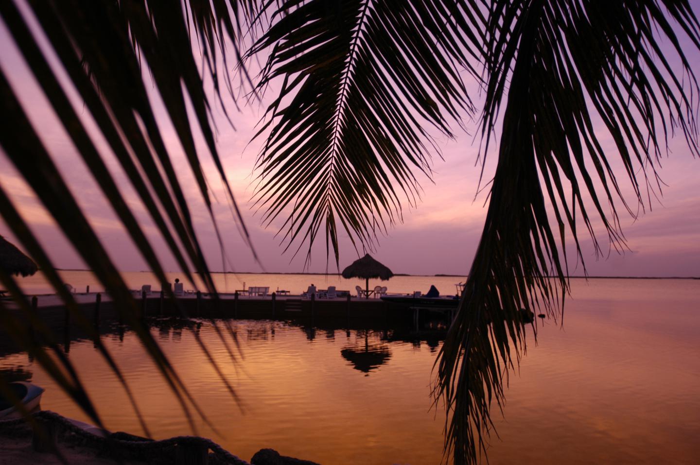 Tropical sunset with palm leaves and purple sky over calm water.