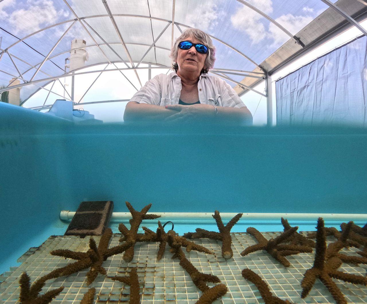Man with sunglasses looks into a blue aquarium with coral fragments.