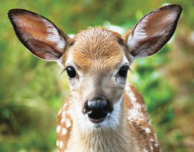 Young deer with large ears in a grassy setting.