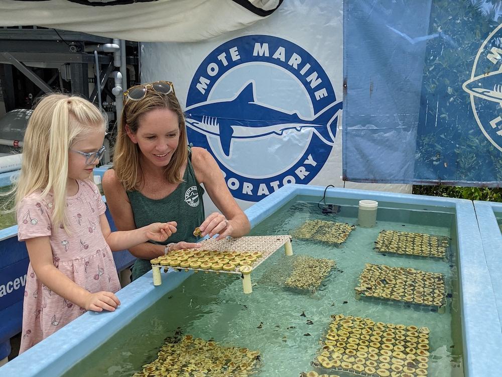 Mote Marine coral restoration