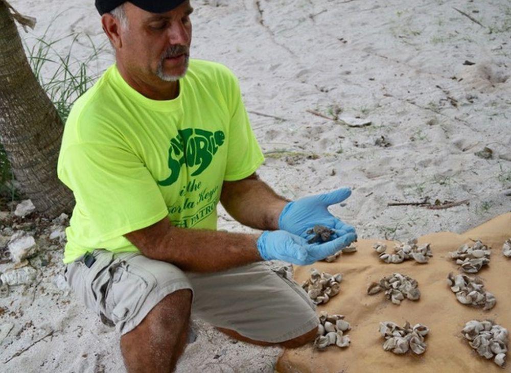Save a Turtle volunteer Florida Keys