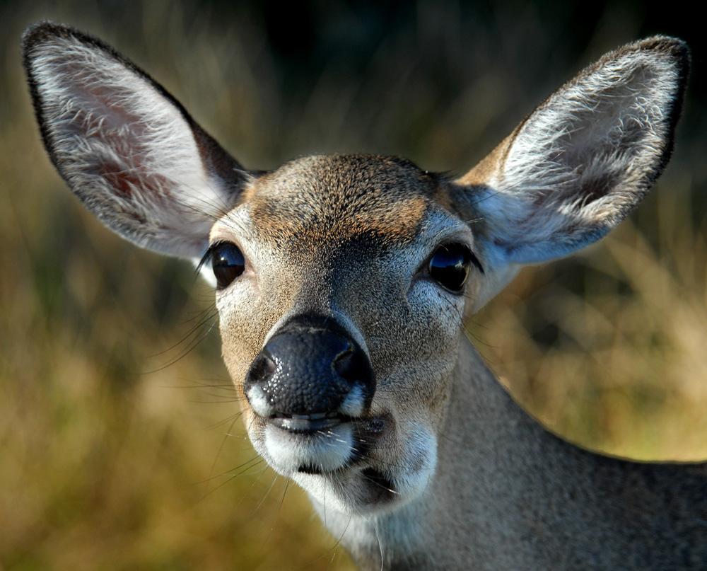 Key deer Lower Keys