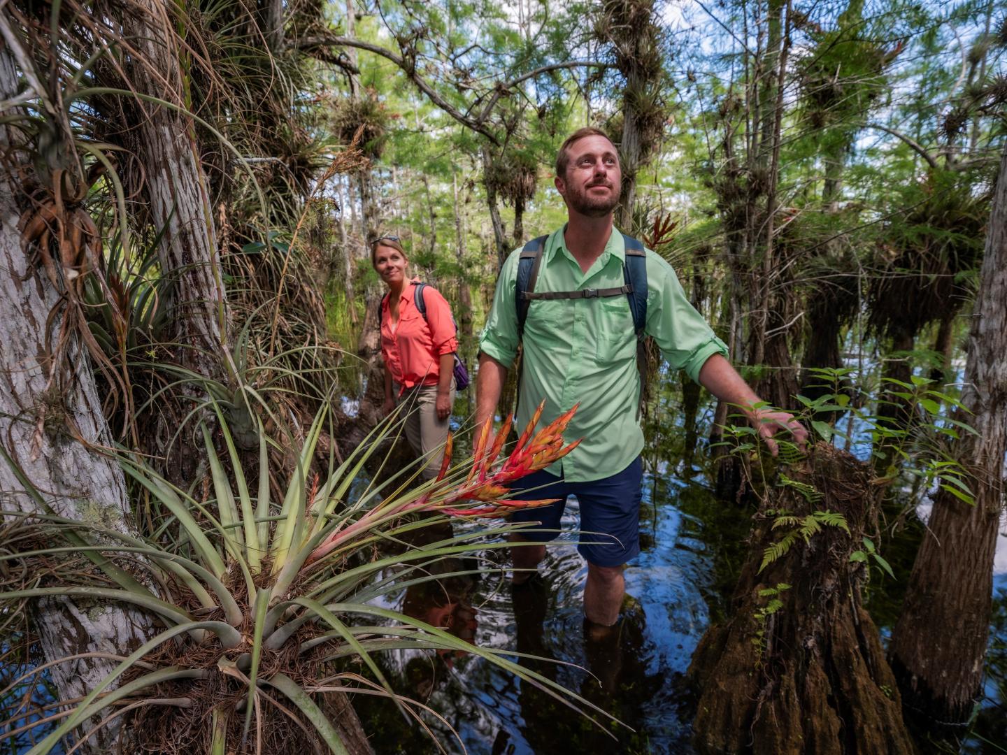 Two hikers wade through a vibrant, lush swamp in sunlight.