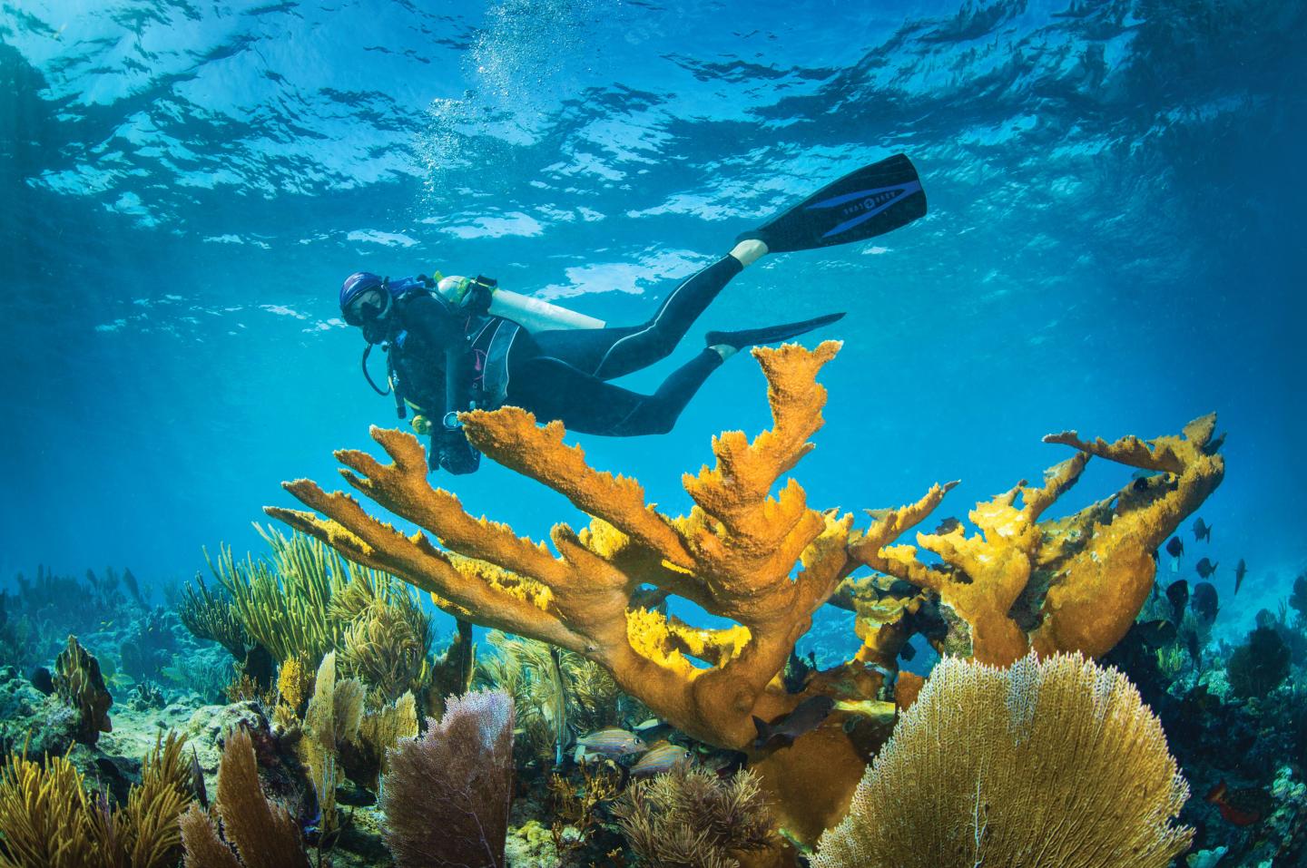 Diver swimming above vibrant coral in clear blue ocean.