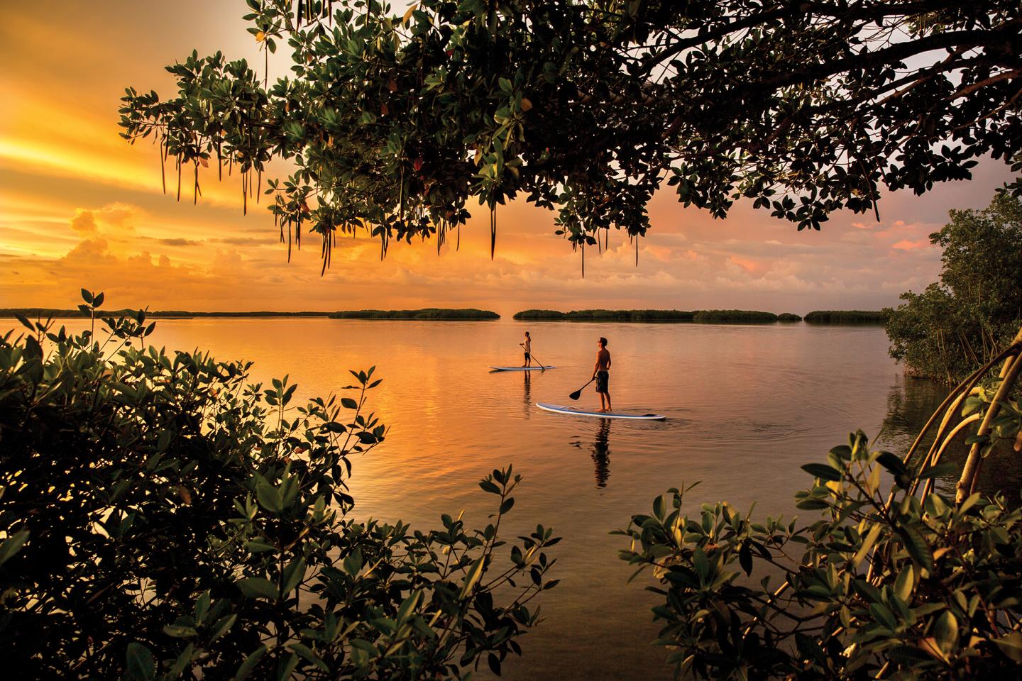 Sunset paddleboarders on calm water framed by trees.