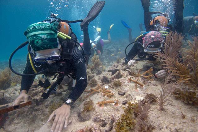 Scuba divers exploring a coral reef underwater.