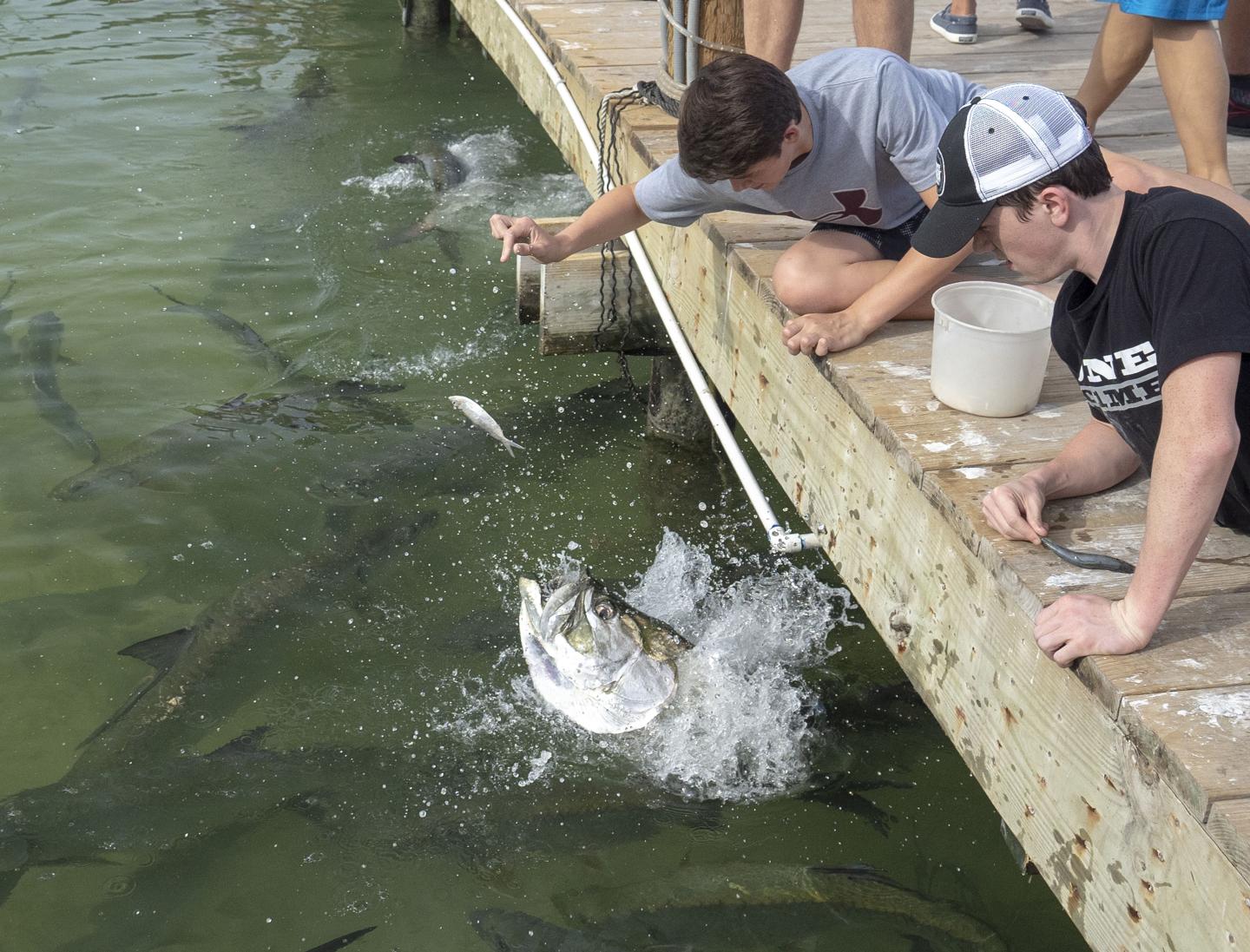 Boys feeding fish on a dock, fish jumping from water.