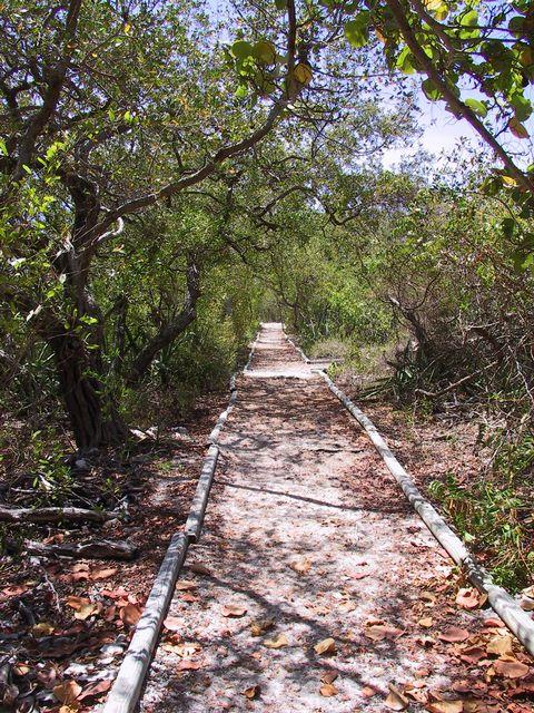Leafy trail under trees with a sunlit canopy.