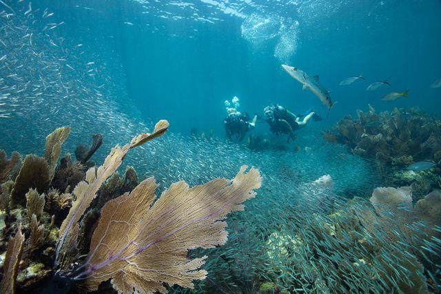 Divers exploring a vibrant coral reef underwater.