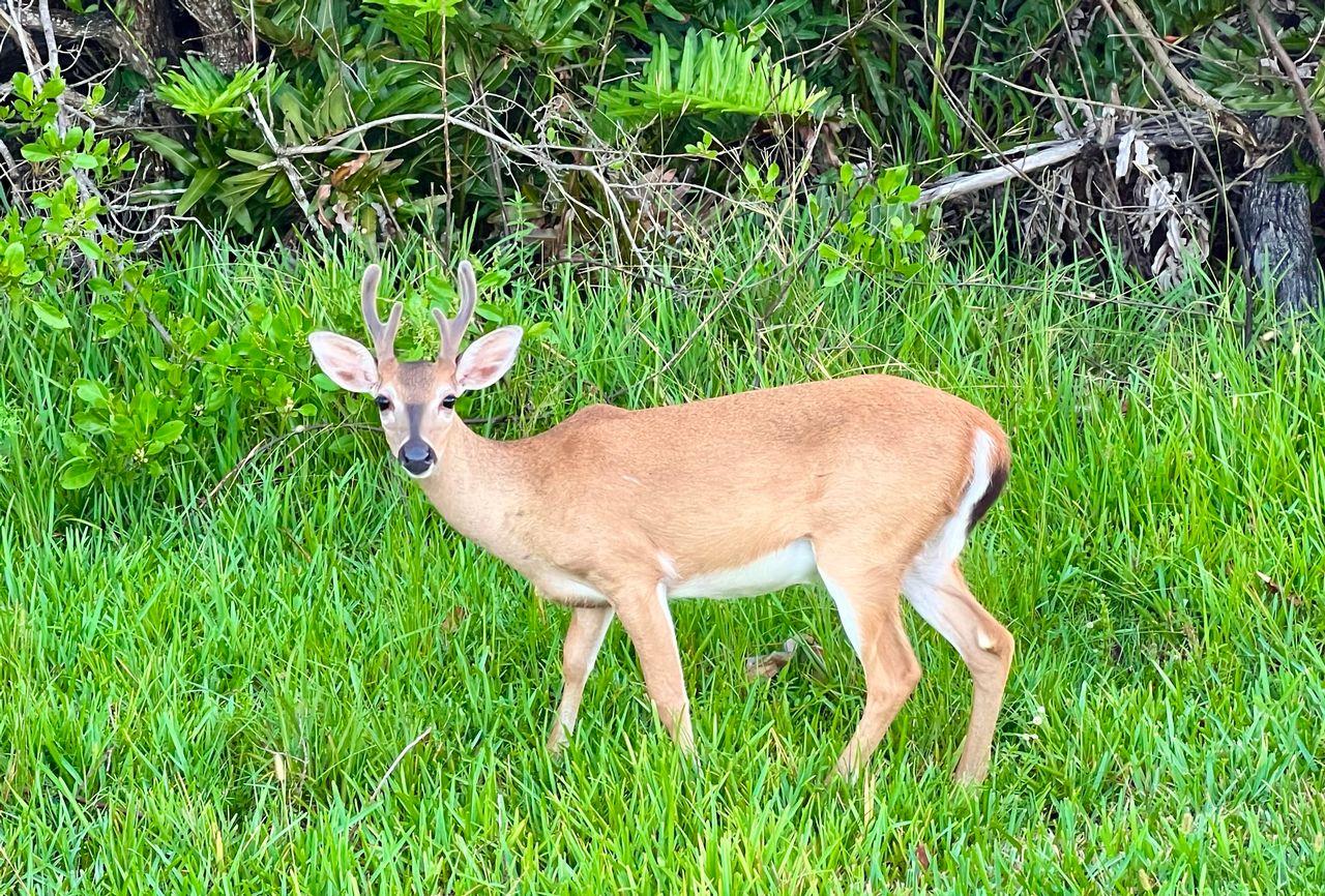 Young deer standing on lush green grass, surrounded by leafy shrubs.