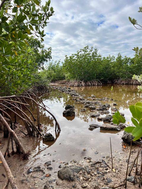 Mangrove trees by a rocky, reflective water path under a cloudy sky.