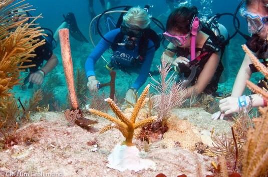 Scuba divers exploring coral reef underwater.