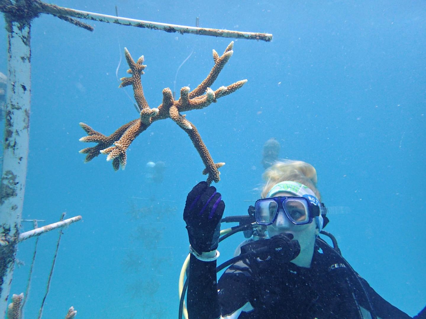 Diver holding coral fragment underwater in a restoration project.