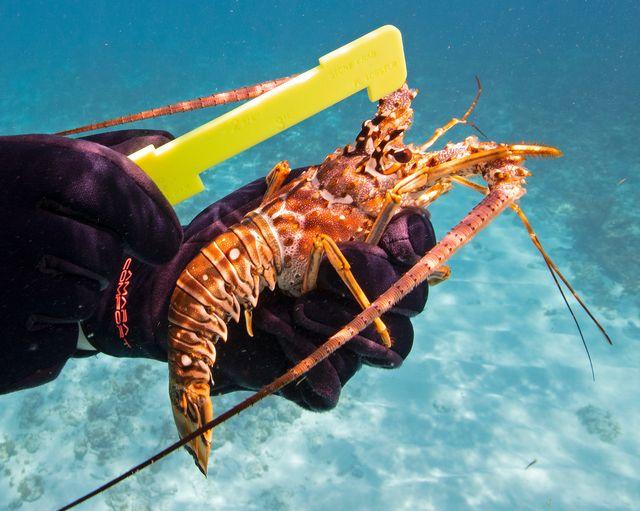 Diver holds a lobster underwater with a measuring tool.
