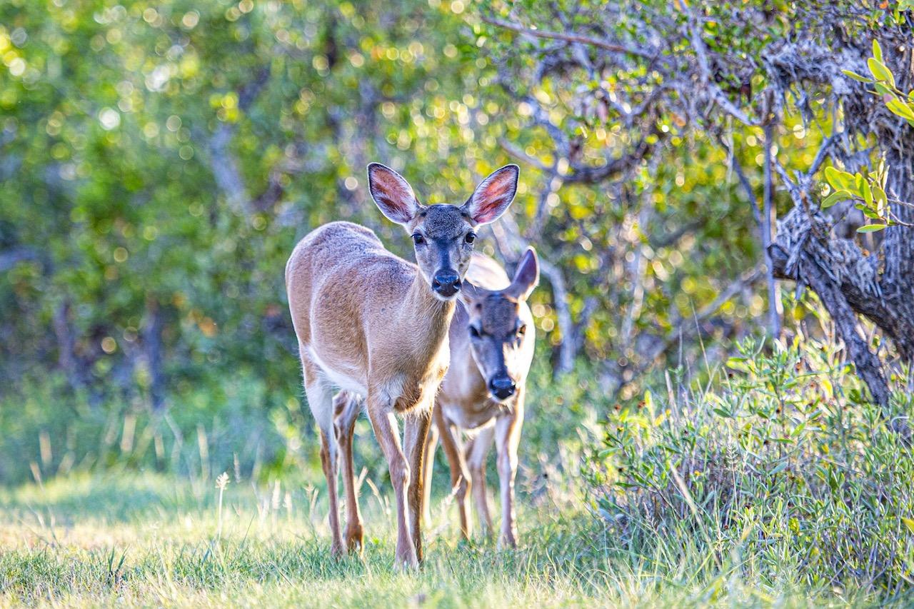 Two deer standing closely in a sunlit forest clearing.