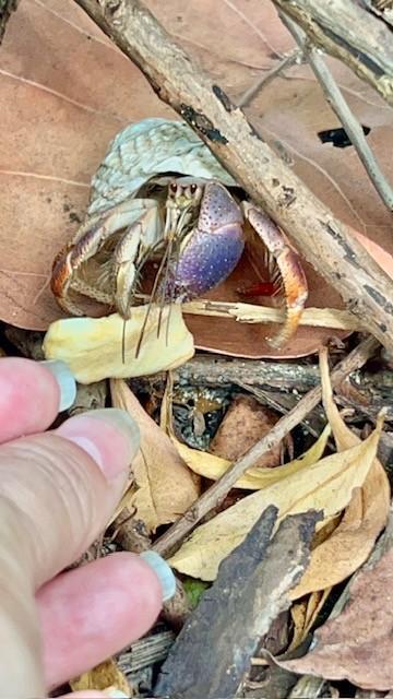 Hermit crab among dry leaves and sticks.