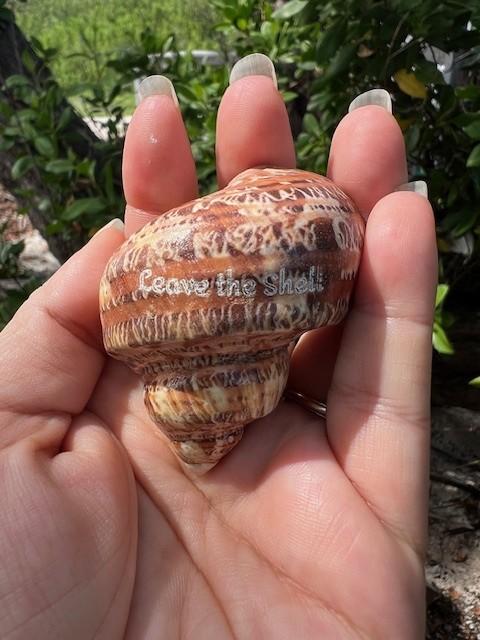 Hand holding a brown seashell with engraved text.
