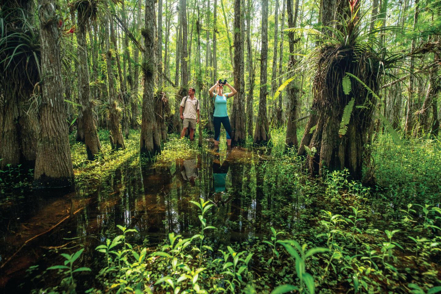 Two people explore a lush, green swamp with tall trees and water.