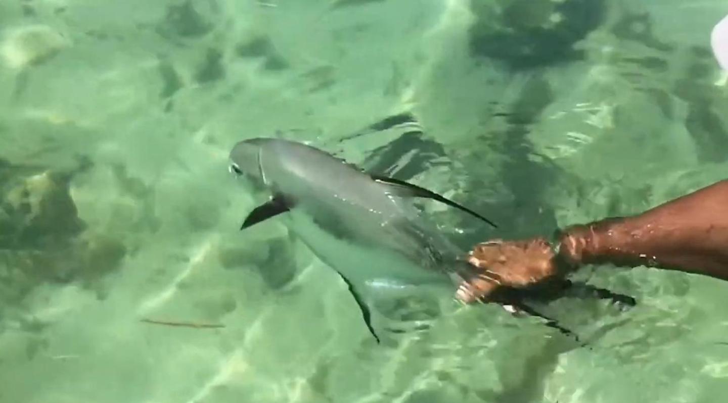 Hand releasing permit fish into clear green water.