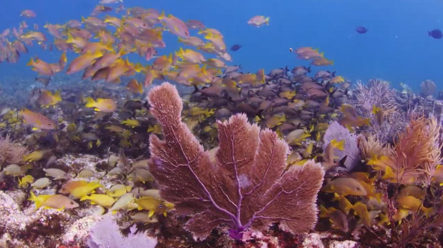 Coral reef with vibrant fish swimming around and purple sea fan in foreground.